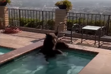 "Sigurno zna da se rashladi" Snimak medvjeda koji se okupao u bazenu kuće u Kaliforniji oduševio mnoge (VIDEO)