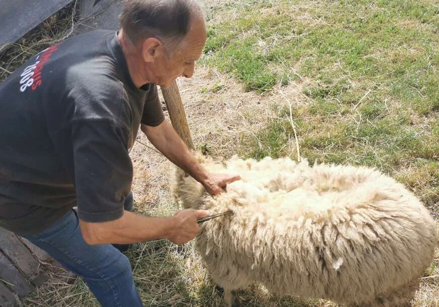 Milan Marković, ovce