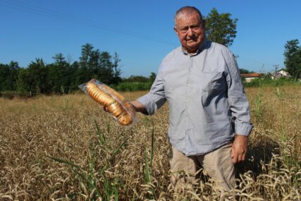 Otkupna cijena pšenice 50% manja: Za veknu hljeba potrebno prodati 8 kilograma žita (FOTO)