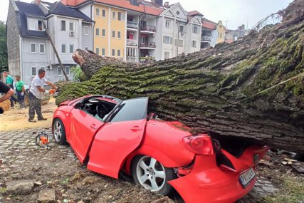 Drvo palo na auto