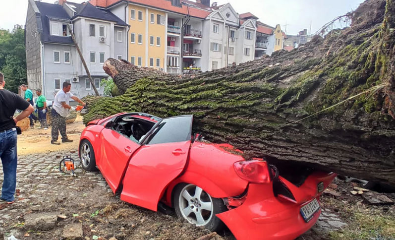 Drvo palo na auto