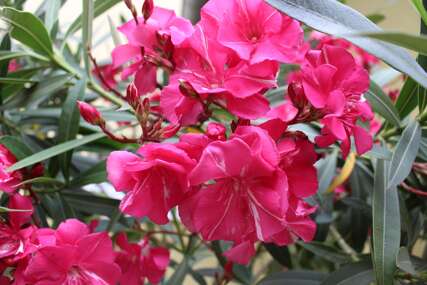 Otrovni ljepotan krasi mnoga dvorišta: Oleander, omiljena i veoma raširena biljka (Foto)