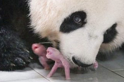 Majka panda i bebe pande