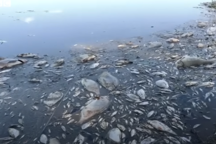 MASOVNI POMOR RIBE U Poljskoj velika količina ribe pluta rijekom Odrom (VIDEO)