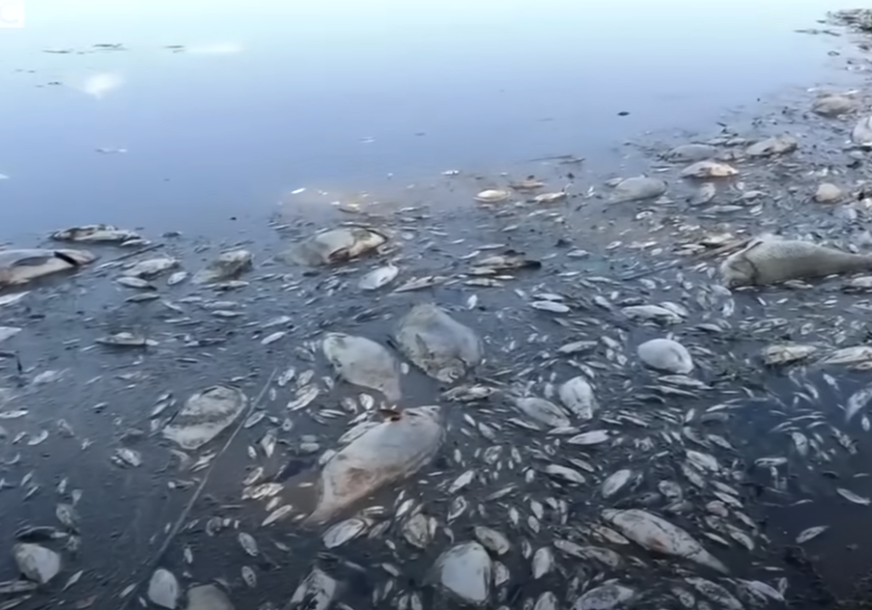 Mrtva riba plovi Odrom u Poljskoj