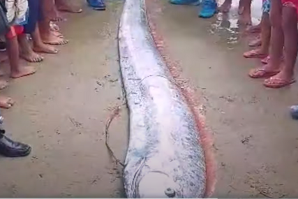 "Riba veslača" Talasi na plažu izbacili neman iz dubina, a za nju se vezuje strašan mit (VIDEO)