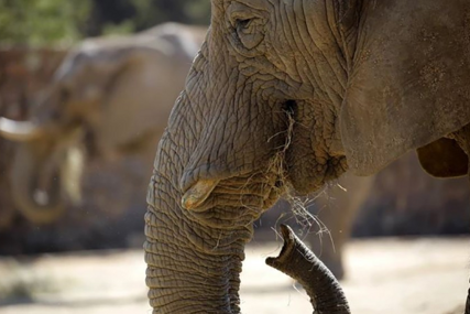 "On ide u šetnju" Slon pobjegao iz cirkusa, pa prošetao ulicama Italije