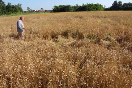 Pomoć poljoprivrednicima: Proizvođačima pšenice oko 10 miliona KM