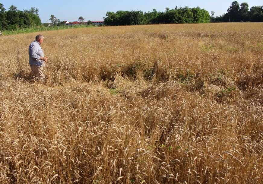 Pomoć poljoprivrednicima: Proizvođačima pšenice oko 10 miliona KM