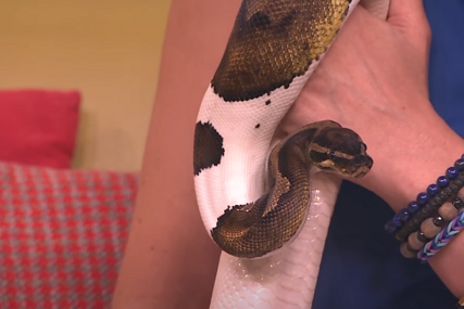 Kako da reagujemo, a da nas strah ne parališe: Evo šta raditi ako dođete u kontakt sa zmijom (VIDEO)