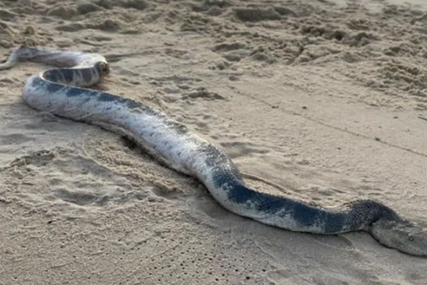 Jedna od najotrovnijih zmija: Ogromna morska neman isplivala na obalu, mještani u strahu (FOTO)