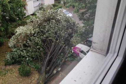 Nevrijeme u Banjaluci: Jak vjetar oborio lipu visoku kao četiri sprata zgrade (FOTO)