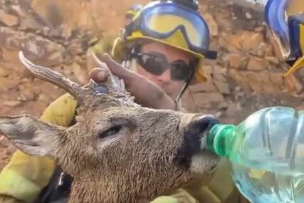 Prizor rasplakao mnoge: Vatrogasci na Rodosu usred požara naišli na slabog i žednog jelena (VIDEO)