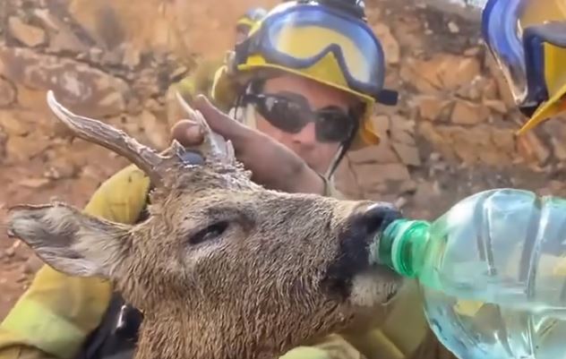 Vatrogasci daju vodu preživjelom jelenu u požarima na Rodosu