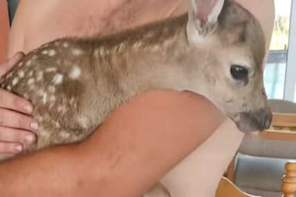 U VATRI OSTALO SIROČE Mladunče jelena Nikita postalo simbol vjere u budućnost usljed pakla na Rodosu (VIDEO)