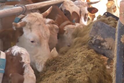 Na ovoj farmi krave žive kao kraljice: Gazda iz Viteza svakoj ponaosob kupio dušek od 100 evra (VIDEO)