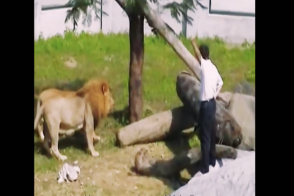 Borba čovjeka i zvijeri: Upao u kavez sa lavovima, a samo jedna stvar ga spasla sigurne smrti (VIDEO)