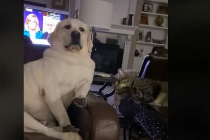 "Strah u njegovim očima" Mačka udarila psa šapom, njegova reakciju dramatična (VIDEO)