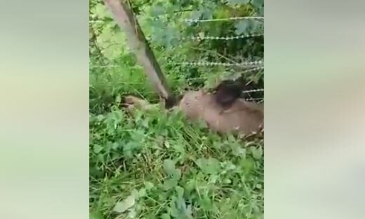 Medvjed se zapetljao u žicu