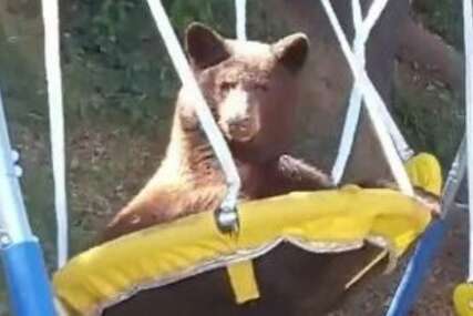 NE MOŽE ODOLJETI Medvjed dolazi u dvorište kuće samo da bi se ljuljao (VIDEO)