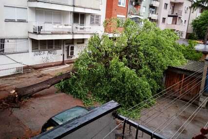 Priroda pokazuje snagu: Vjetar oborio stabla po Banjaluci (FOTO)
