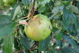 Ođtećena jabuka zbog nevremena