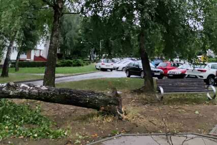 Drama u banjalučkom naselju Starčevica: Stablo palo na dječije igralište (VIDEO, FOTO)