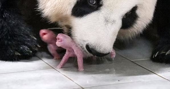 panda rodila bliznad