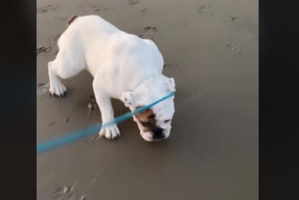 Pas prvi put otišao na plažu: Njegova reakcija će vas sigurno nasmijati (VIDEO)