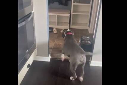 "Shvatio je to lično" Pas se osvetio vlasnici jer ga nije povela na odmor (VIDEO)