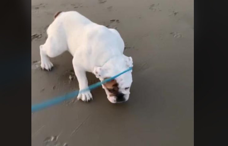 Pas na plaži