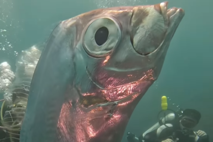 Ronioci snimili divovsku "ribu sudnjeg dana": Svjetlucavo srebrno stvorenje može predviđati i zamljotrese (VIDEO)