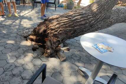 Srušilo se drvo na plaži u Baškoj Vodi