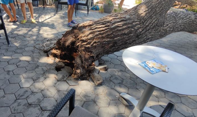 Srušilo se drvo na plaži u Baškoj Vodi