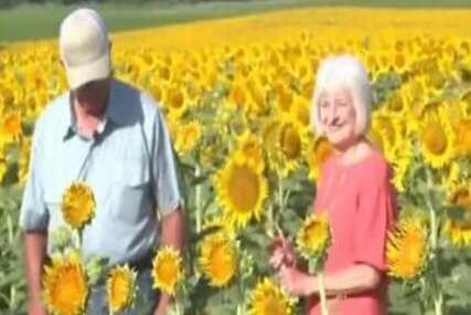 NESVAKIDAŠNJI DOKAZ LJUBAVI Posadio 1,2 miliona suncokreta kao iznenađenje supruzi za 50 godina braka (VIDEO)