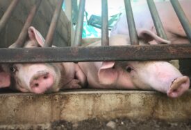 Afrička kuga svinja na Romaniji: Bjelica traži da cijeli Sokolac dobije status ugrožene opštine
