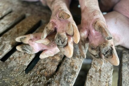 Eutanazirano 6 svinja u Modriči zbog afričke kuge "Preduzimamo sve mjere kako bi se spriječilo širenje virusa"
