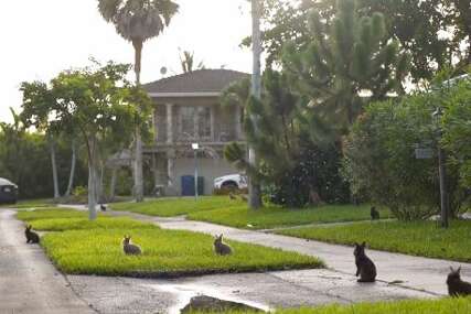 Nesvakidašnje scene: Stotinjak zečeva okupiralo naselje u Floridi (VIDEO)
