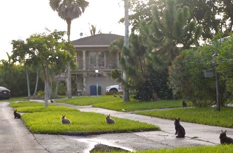 Stotinjak zečeva okupiralo naselje u Floridi