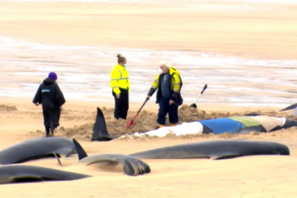 Više od 40 kitova uginulo: Tužan prizor na plaži u Škotskoj (FOTO)
