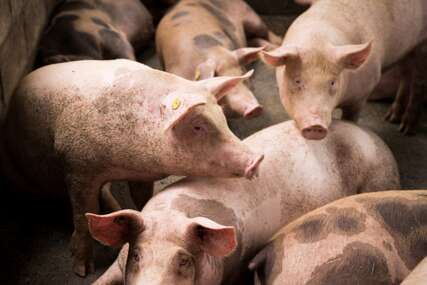 Jenjava afrička kuga svinja: Smanjuje se broj zaraženih imanja u Srpskoj