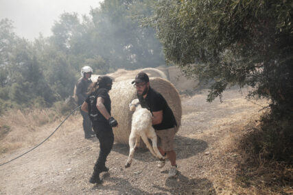 “Želim da moj primjer bude putokaz” Tasos tragično izgubio suprugu, pa odlučio da spase svaku životinju ugroženu požarima u Grčkoj (FOTO)