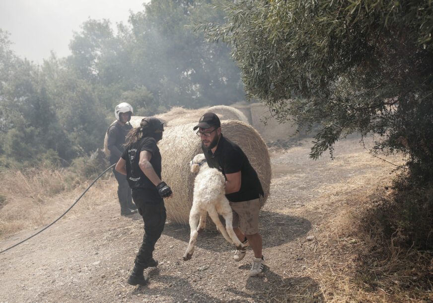 Požar u Grčkoj, spasavanje životinja