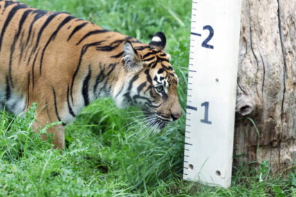 "Došao pijan, glumio Tarzana" Tigrica napala pijanog posjetioca zoološkog vrta
