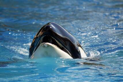 Uginula orka Lolita: Pola vijeka provela u zarobljeništvu, a trebala uskoro biti vraćena u okean