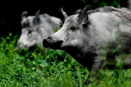 "Ne znam da li da se smijem ili plačem" Divlje svinje šetaju Zagrebom, stigle do dvorišta škole