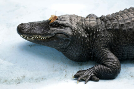 U rijeci uhvatili ogromnog aligatora: Lovci se sa životinjom borili 7 sati (FOTO)