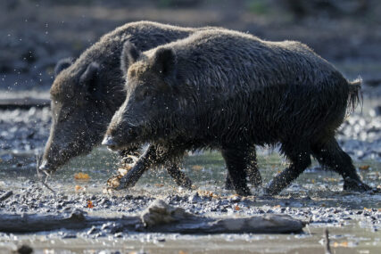 Viđene kako kruže oko kuća: Invazija divljih svinja izazvala probleme u italijanskom gradu