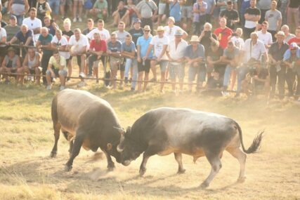JABLAN POBIJEDIO AGRESORA Da li će se na borbi bikova na Kočićevom zboru desiti ono što nikad nije bilo (FOTO)