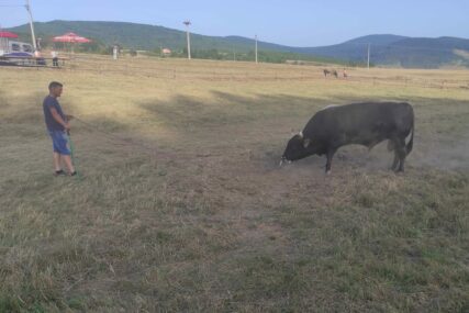 Počeo 58. Kočićev zbor na Manjači: Atmosfera se zahuktava, bikovi oštre rogove, večeras se očekuje lom pod šatorima (FOTO, VIDEO)